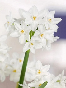 Нарцисс танацета многоцветковый Паперуайт, 12/14, 1 шт.