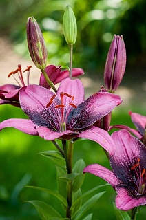 Лилия азиатская Пурпл Дрим, 12/14, 1 шт.