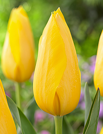 Тюльпан простой поздний Мускадет, 11/12, 1 шт.