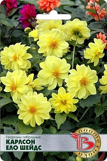 Георгины гибридные Карлсон Ело Шейдс, 10 шт.