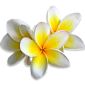 Плюмерия