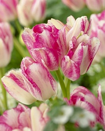 Тюльпан многоцветковый Дрим Клаб, 11/12, 1 шт.