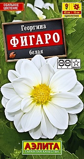 Георгина Фигаро белая, 7 шт. 