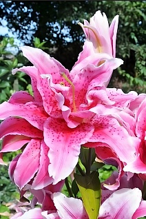 Лилия восточная махровая Roselily Елена, 16/18, 1 шт