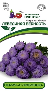 Астра китайская Лебединая Верность, 5 шт. С любовью