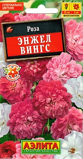 Роза китайская Энжел Вингс, 10 шт.