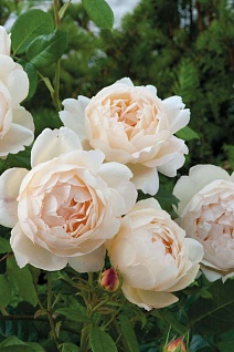 Роза английская Воллертон Олд Холл