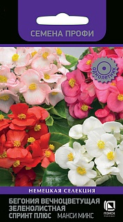 Бегония вечноцветущая зеленолистная Спринт Плюс Макси Микс, 10 шт. Семена профи