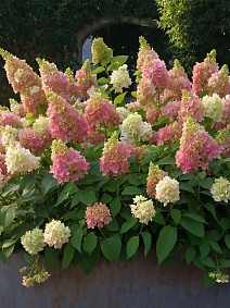 Гортензия метельчатая Кэндллайт/ЦКорЛюкс