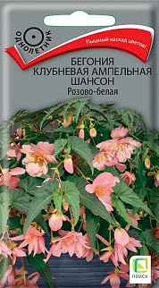 Бегония клубневая ампельная Шансон Розово-белая, 10 шт.