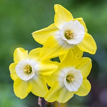 Нарцисс многоцветковый Пипит, 10/12, 1 шт.