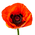 Папавер восточный (мак)