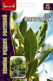 Лавр благородный, 2 шт.