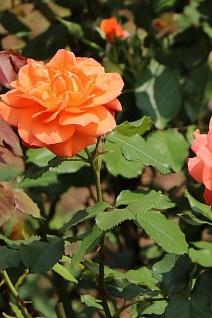 Роза парковая Вестерленд