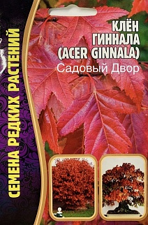 Клён Гиннала, 20 шт.