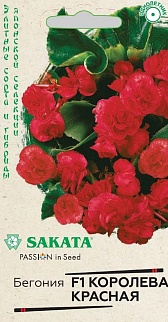 Бегония вечноцветущая Королева красная F1, 4 шт. Саката.