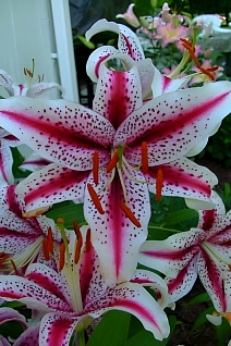 Лилия восточная Диззи, 12/14, 1 шт.