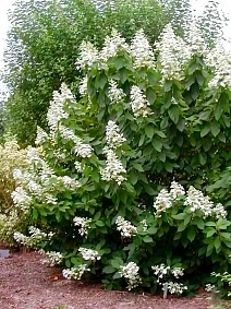 Гортензия метельчатая Левана