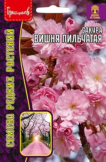 Сакура Вишня мелкопильчатая, 5 шт.