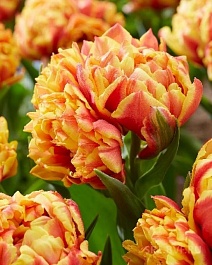 Тюльпан многоцветковый Испания, 11/12, 1 шт.