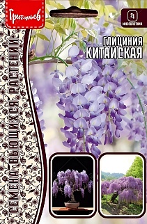 Глициния Китайская, 3 шт.