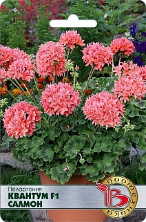 Пеларгония Квантум F1 Салмон, 5 шт. Биотехника