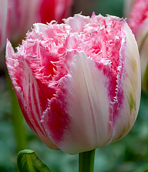 Тюльпан махровый бахромчатый Раноми, 12/+, 1 шт.