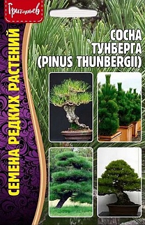 Сосна Тунберга (Pinus thunbergii), 10 шт.