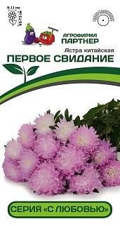 Астра китайская Первое Свидание, 5 шт. С любовью 