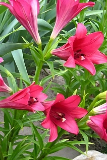 Лилия лонгифлорум Дивайн, 12/14, 1 шт.