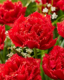 Тюльпан бахромчатый Ми Амор, двойной эффект, 11/12, 1 шт.