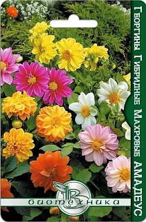 Георгины Амадеус, махровые микс, 20 шт. Биотехника