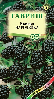 Ежевика Чародейка 10 шт. Ягодная полянка.