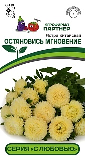 Астра китайская Остановись Мгновение, 5 шт. С любовью 