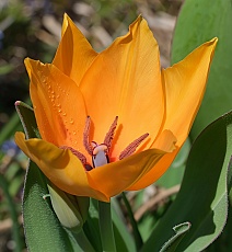 Тюльпан ботанический Шогун, 9/10, 1 шт.