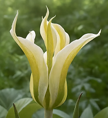 Тюльпан лилиецветный Грин триумфатор, 11/12, 1 шт.