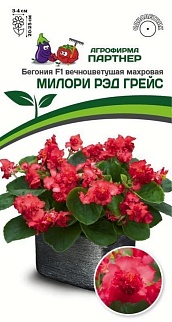 Бегония F1 вечноцветущая махровая Милори Рэд Грейс, 5 шт.