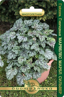 Гейхера гибридная Марвелес Марбл Сильвер, 8 шт. Биотехника