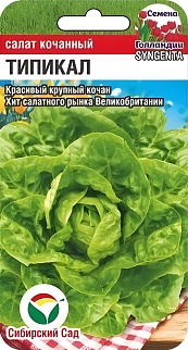 Салат кочанный Типикал, 10 шт. Сибирский сад