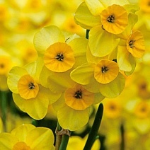 Нарцисс многоцветковый Кокопелли, 9/10, 1 шт.