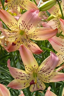 Лилия Корсаж, 12/14, Спец., - 1 шт.