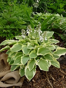 Хоста Тамбурин, 1 шт. 