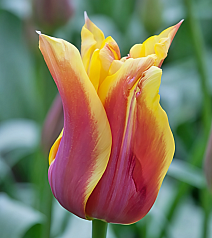 Тюльпан лилиецветный Соннет, 11/12, 1 шт.