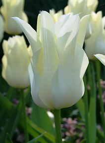 Тюльпан лилиецветный Баллада Уайт, 12/+, 1 шт.