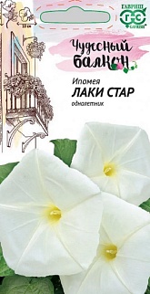 Ипомея Лаки стар, 3 шт. Чудесный балкон. 