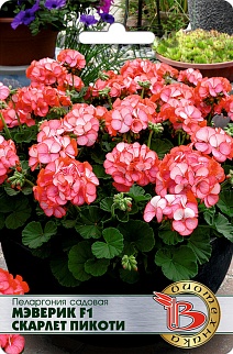 Пеларгония садовая Маверик F1 Скарлет Пикоти, 5 шт. Биотехника