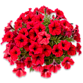 Петуния
