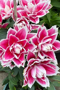 Лилия восточная махровая Roselily Олимпия, 12/14, 1 шт.