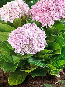 Гортензия крупнолистовая Пепперминт