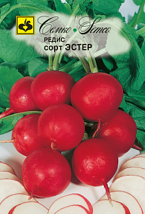 Редис Эстер, 3 г. Семко.